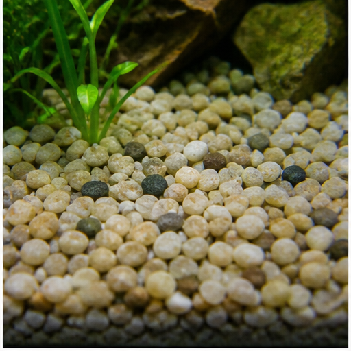 Akvaryum tabanı arrondi dans un aquarium