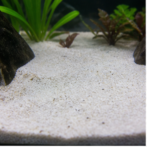 Akvaryum tabanı clair dans un aquarium