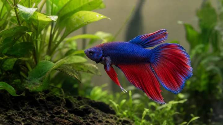 Betta uyumluluğu