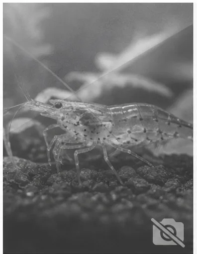 Liocarcinus holstatus