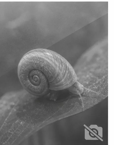 Spekia zonata