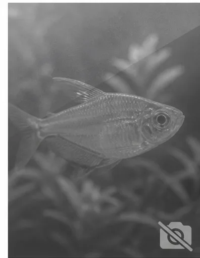 Centropyge acanthops Afrika Afrika Meleği