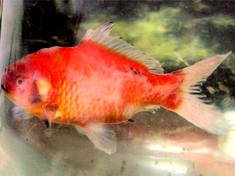 Bir mukoza mayası - Kalıp yönü ile waded biriktirin.