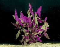 Alternanthera cardinalis