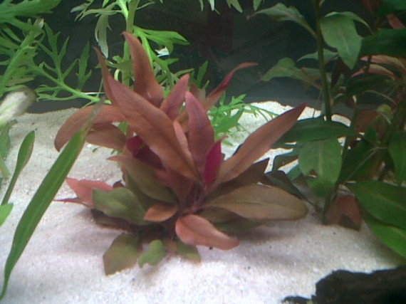 Alternanthera Lilacina