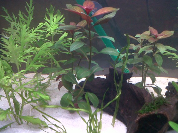 Alternanthera reineckii