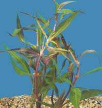 Alternanthera rosaefolia