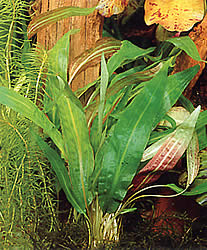 Cryptocoryne affinis
