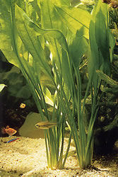 Echinodorus amazonicus