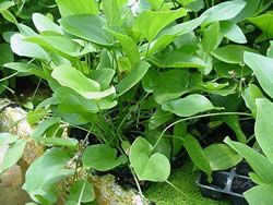 Echinodorus schlueteri