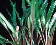 Cryptocoryne albida 
