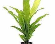 Echinodorus uruguayensis 