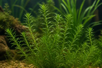 Hydrilla verticilatta