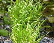 Lilaeopsis novae zelandiae 