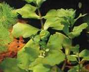 Shinnersia rivularis 