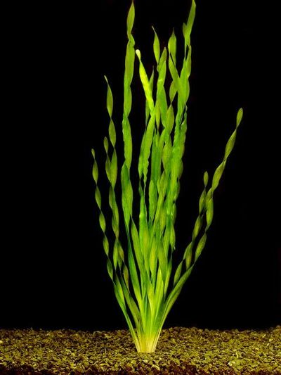 Vallisneria asiatica
