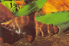 Abramites solarii (Abramite Süslü)