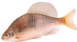 Acanthorhodeus atranalis Japonya Bouvière