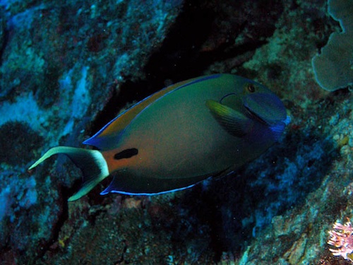 Acanthurus Fowleri Fowler cerrah balığı