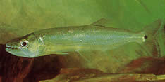 Acestrorhynchus falcirostris (Payala, Grand Dent-Chien, Chargin-Chien)