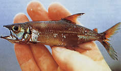Acestrorhynchus microlepis Küçük ölçekli charain-chien