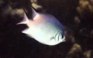 Amblyglyphidodon leucogaster