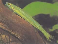 Ammocryptocharax elegans (Zarif karakter)
