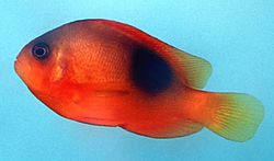 Amphiprion ephippium (At kazanan palyaço balığı)