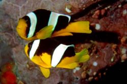 Amphiprion sebae (Sarı kuyruklu balık)