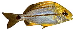 Anisotremus virginicus Domuz eti