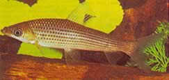 Anostomus plicatus (Anostomus üç noktada açık)