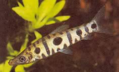 Anostomus spiloclistron (Üç noktalı yanlış anostomus)