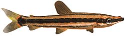 Anostomus ternetzi