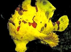 Antennarius maculatus Balık-Rapaud, Balıkçı veya Anten