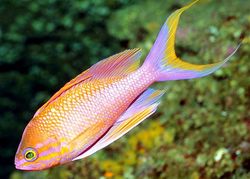 Anthias anthias berber