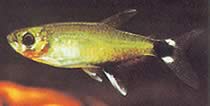 Aphyocharax paraguayensis Beyaz Ocel Tetra, Sun Tetra