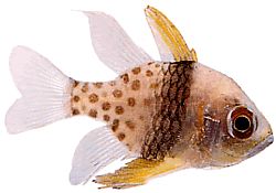 Apogon nematopterus (Apogon pijamaları)
