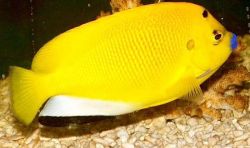 Apolemichthys trimaculatus Tritachery Balık