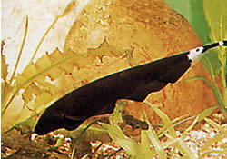 Apteronotus albifrons (Amerikan Darbe Balık - Black Pha olarak da adlandırılır)