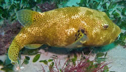 Arothron stellatus