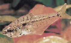Asiphonichthys condei (Küçük ölçekli cam tetra)