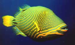 Balistapus undulatus (Dalgalı)