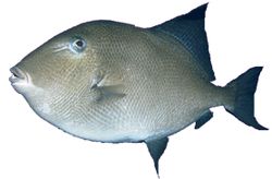 Balistes carolinensis (Domuz eti)