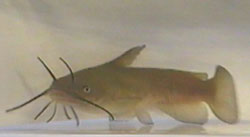 Barbotte (Kedi balığı)