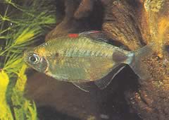 Bathyaethiops breuseghemi (Afrika Tetra-Moon)