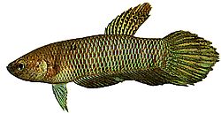 Betta bellica (Savaşçı)