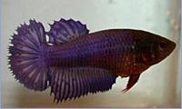 Betta splendens halfsun (Savaşçı)