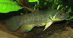 Betta trifasciata Savaşçı