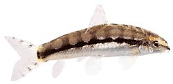 Botia sidthimunki