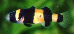 Brachygobius xanthozona Bourdon Balık